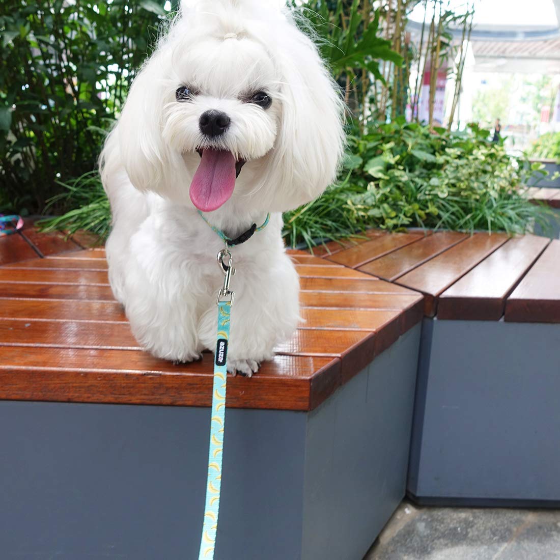 ダミエデザイン　小型犬　首輪　リード　セット　アズール 楽天市場】azuza 犬 首輪 リード セットの通販